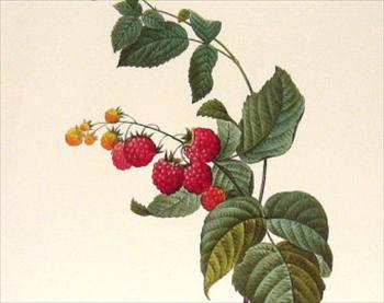 زردی رگبرگهای تمشک